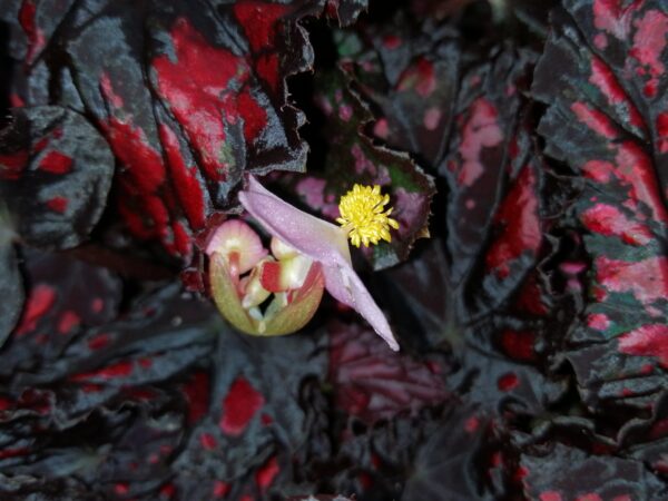Begonia rex 'Etna', pianta da interno