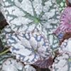 Begonia Chayo, pianta da interno