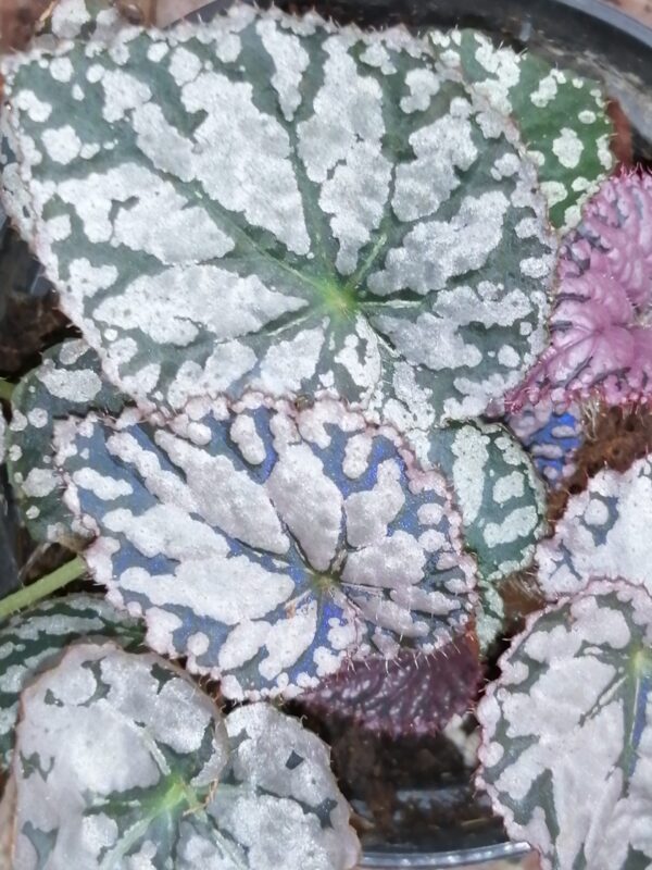 Begonia Chayo, pianta da interno