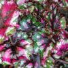 Begonia Ballroom dance, pianta da interno