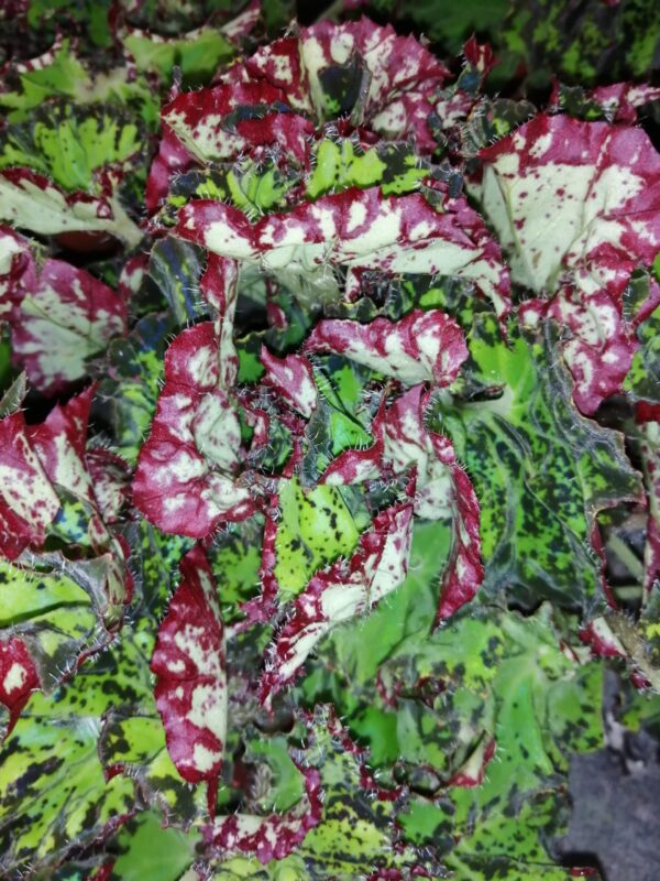 Begonia Samba, pianta da interno