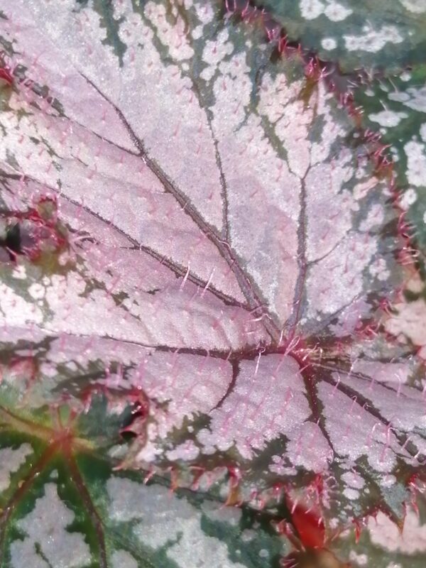 Begonia 'Pink Gin', foto 2