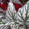 Begonia Jolly Silver, pianta da interno