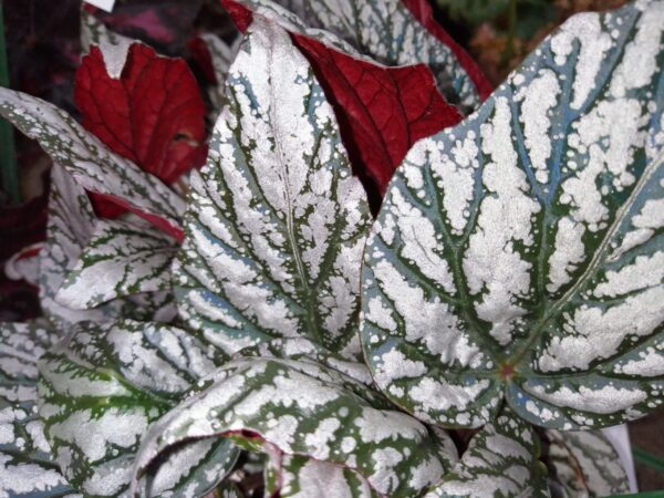 Begonia Jolly Silver, pianta da interno