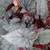 Begonia Italian Ice, pianta da interno