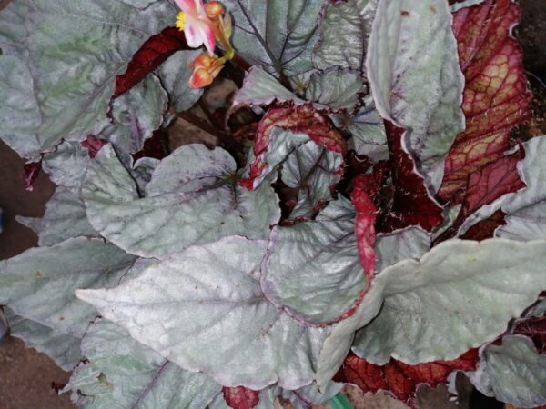Begonia Italian Ice, pianta da interno