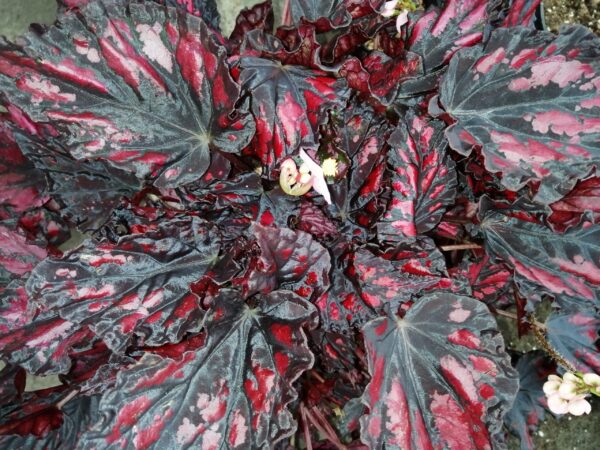 Begonia rex 'Etna', foto 3