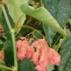 Begonia 'Pink Parade', pianta da interno