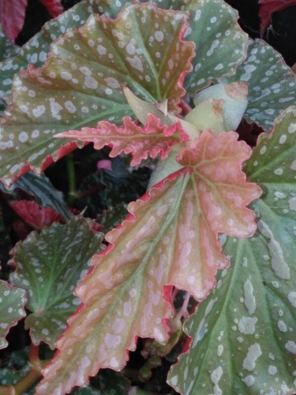 Begonia 'Pink Parade', foto 2