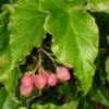 Begonia Tiny Gem, pianta da interno