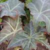 Begonia kenworthyae, pianta da interno