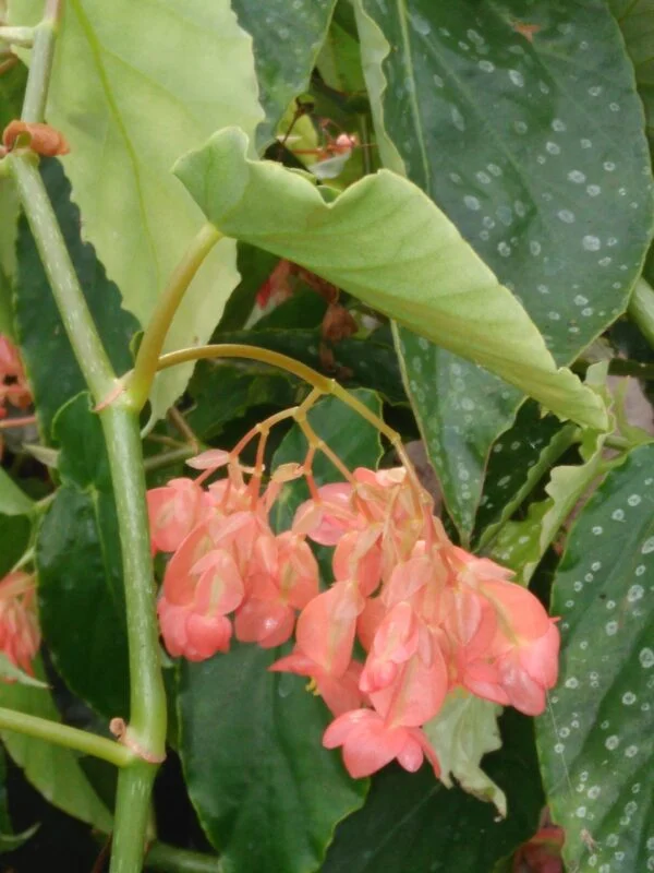 Begonia 'Pink Parade', pianta da interno