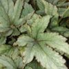 Begonia 'Pollux', pianta da interno