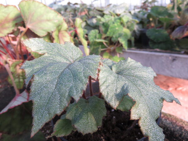 Begonia 'Pollux', foto 2