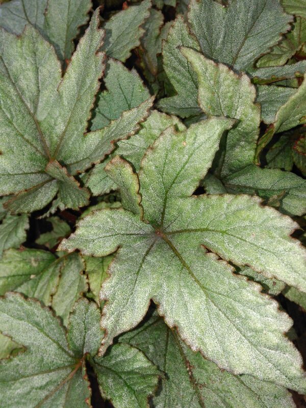 Begonia 'Pollux', pianta da interno