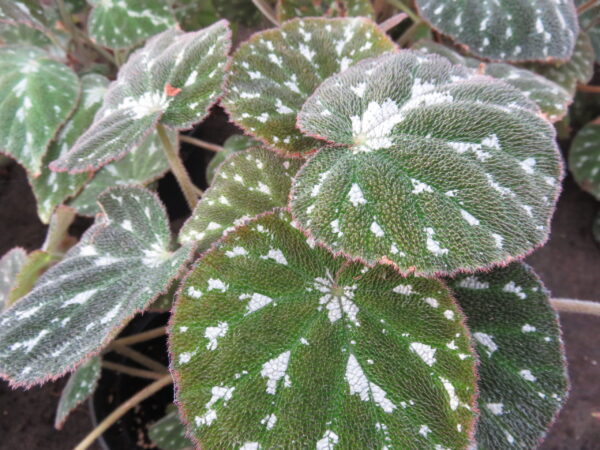 Begonia pustulata, foto 4