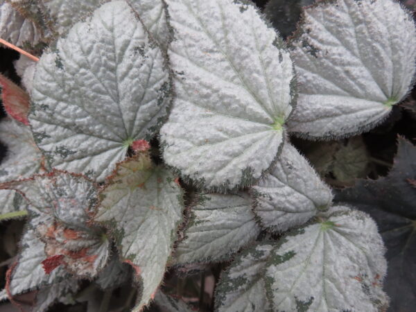 Begonia Queen Olympus, pianta da interno