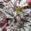 Begonia 'Radiant', pianta da interno