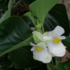 Begonia radicans, pianta da interno