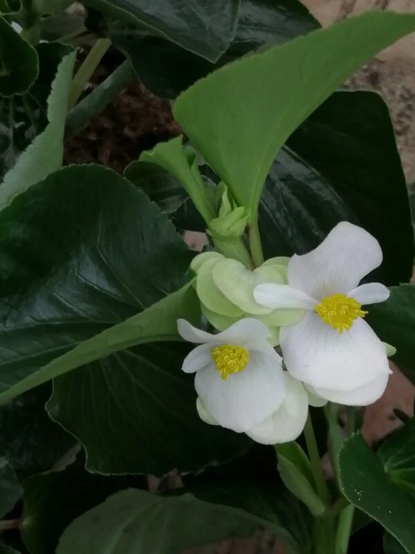 Begonia radicans, pianta da interno