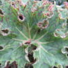 Begonia 'Rara avis', pianta da interno
