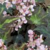 Begonia Rayon Vert, pianta da interno