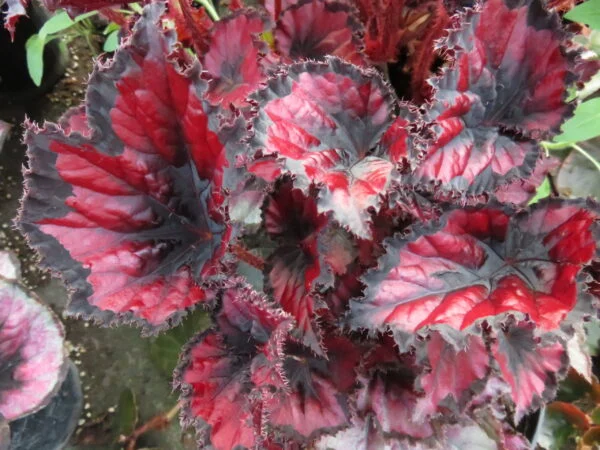 Begonia 'Red Robin', foto 2