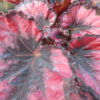 Begonia 'Red Robin', pianta da interno