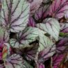 Begonia ‘Hach Mc Laehlan’, pianta da interno