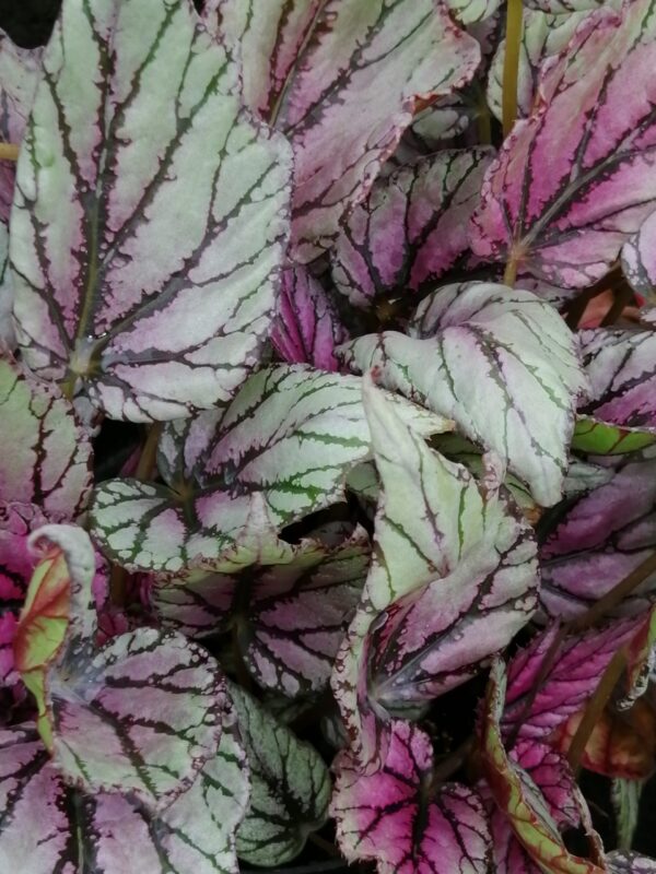 Begonia ‘Hach Mc Laehlan’, pianta da interno