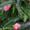 Begonia Regal Minuet, foto 4