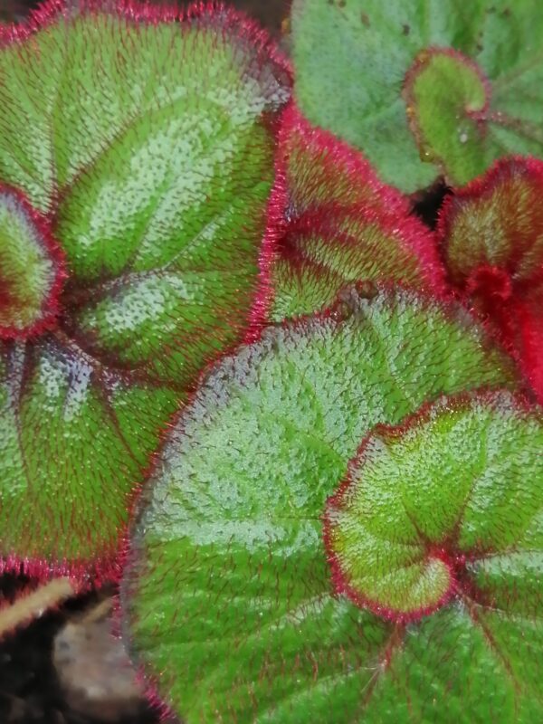 Begonia Regal Minuet, foto 14