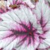 Begonia ‘Evening Glow’, pianta da interno