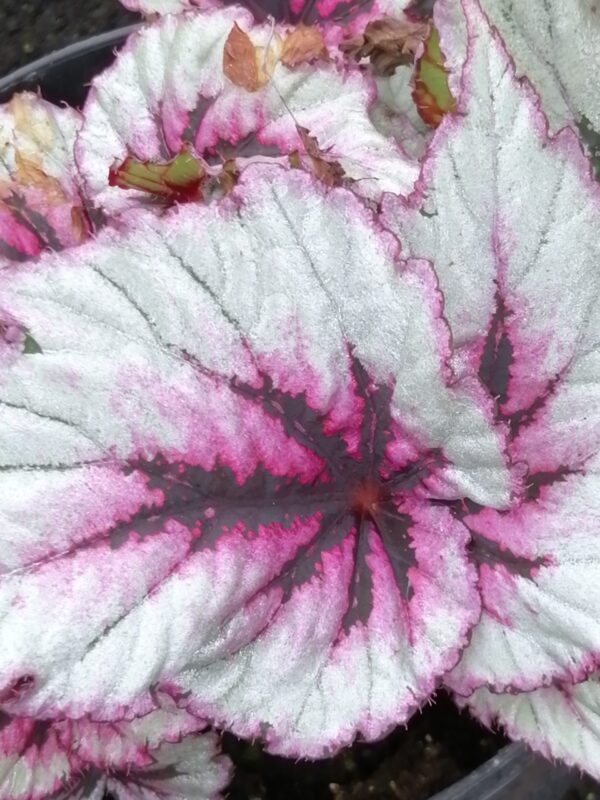 Begonia ‘Evening Glow’, pianta da interno