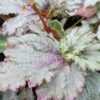 Begonia ‘Midnight Twister’, pianta da interno