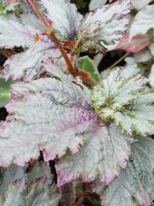Begonia ‘Midnight Twister’, pianta da interno