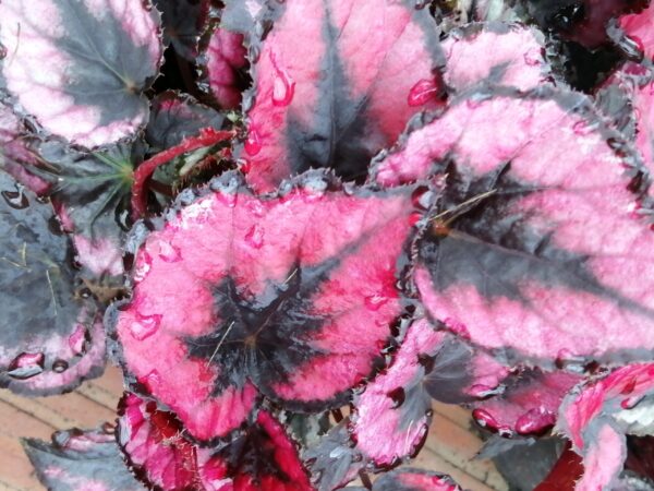 Begonia Regal Minuet, pianta da interno e da esterno