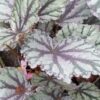 Begonia ‘Brilliance’, pianta da interno