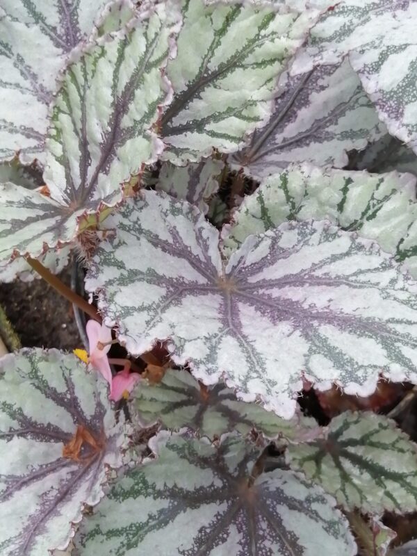 Begonia ‘Brilliance’, pianta da interno