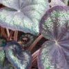 Begonia ‘Black Knight’, pianta da interno