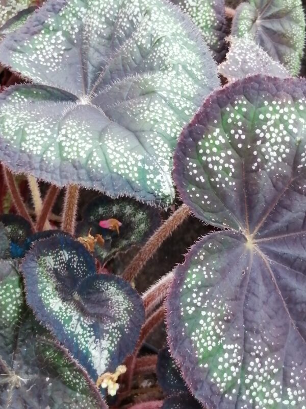 Begonia ‘Black Knight’, pianta da interno