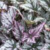 Begonia ‘J. Green Streak’, pianta da interno