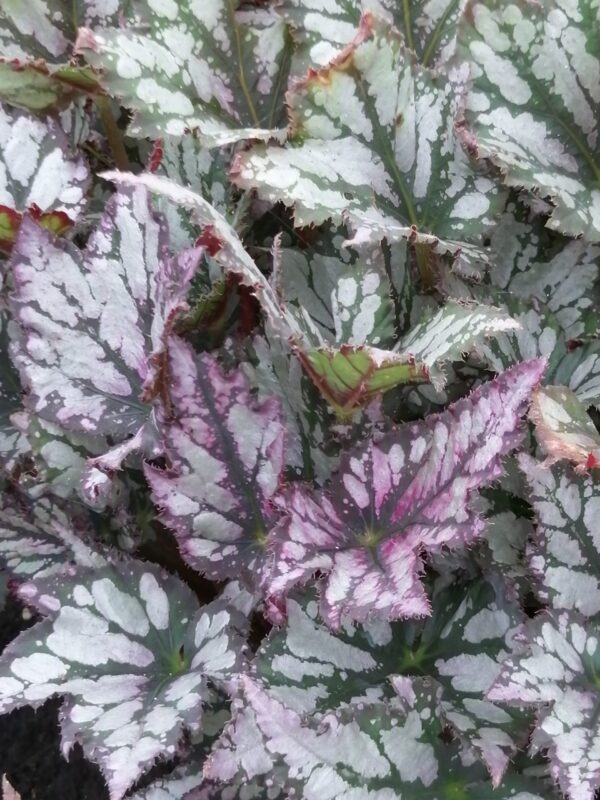 Begonia ‘J. Green Streak’, pianta da interno