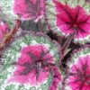 Begonia ‘Stained Glass’, pianta da interno