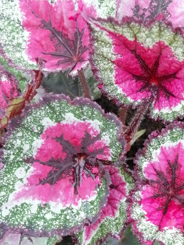 Begonia ‘Stained Glass’, pianta da interno