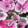 Begonia ‘Raspberry Swirl’, pianta da interno