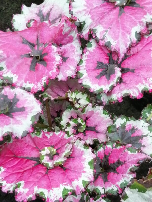 Begonia ‘Raspberry Swirl’, pianta da interno