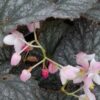 Begonia ‘Solid Silver’, pianta da interno