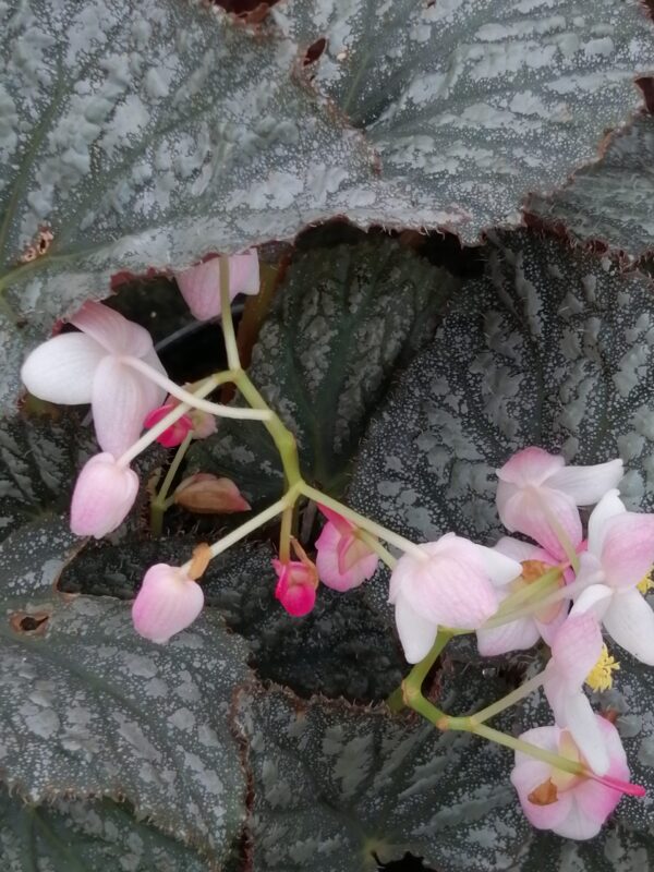 Begonia ‘Solid Silver’, pianta da interno