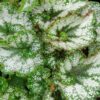 Begonia rex 1 (Rocheart), pianta da interno